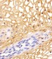 ANXA1 Antibody
